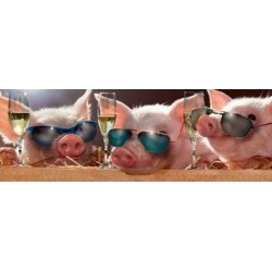 Funny Panorama - Pigs
